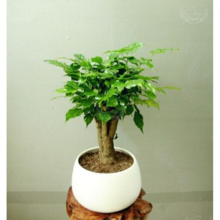  Cây Hạnh Phúc   chưa bao gồm chậu   