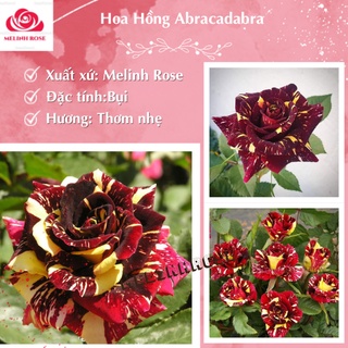 Hoa hồng bụi Abracadabra, cô nàng khó đoán của tự nhiên-Vườn Hoa Melinhrose