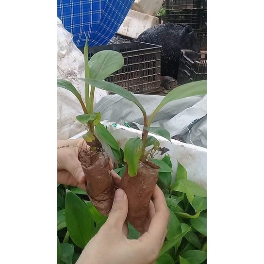 Cây giống Cây Chuối Tây Lùn (Chuối Già Lùn - chuẩn f1 )