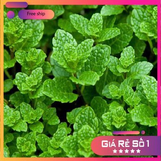 Hạt giống Húng Bạc Hà, Húng Lủi (0.1g)