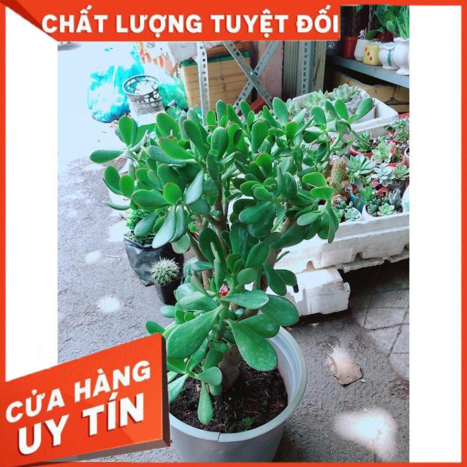 Sen Đá Ngọc Bích Size Lớn