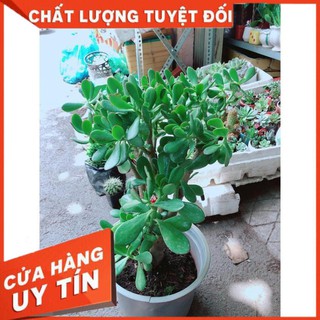 Sen Đá Ngọc Bích Size Lớn