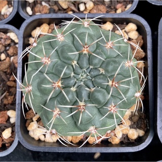 Xương rồng Thần Long size 5cm