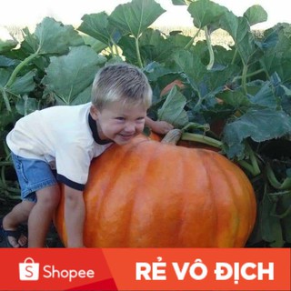 5 hạt bí ngô siêu khổng lồ🍊🍊🍊 độc lạ 🍊🍊🍊