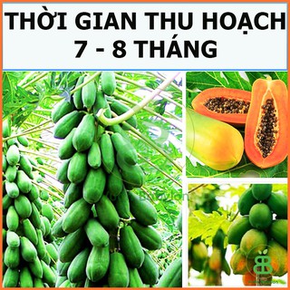 Hạt Giống Đu Đủ Lùn Rạng Đông, Trái Lớn, Sai Trái, Dễ Trồng, Tỉ lệ nảy mầm cao - Gói 5 Hạt