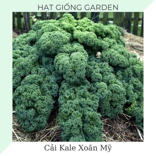 Hạt giống cải kale xoăn Mỹ xanh gói tách lẻ 30 hạt túi zip, chịu nhiệt dễ trồng, sinh trưởng quanh năm