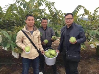 Cây giống na dứa đài loan