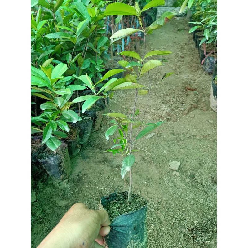 cây cherry Brazil giống