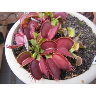 Gói 10 hạt giống cây bẫy kẹp, cây băt mồi, tặng kích mầm