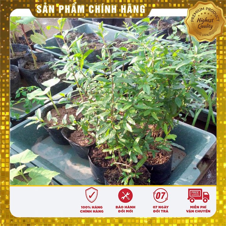 Hạt giống câu lựu lùn năng suất LUCKY SEEDS