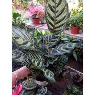 Cây Đuôi Công Phụng Hoàng
