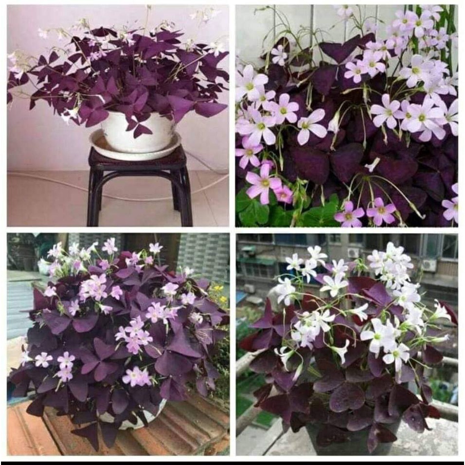 Comho 20 củ giống hoa bướm đem - tặng kèm 3 viên nén ươm củ