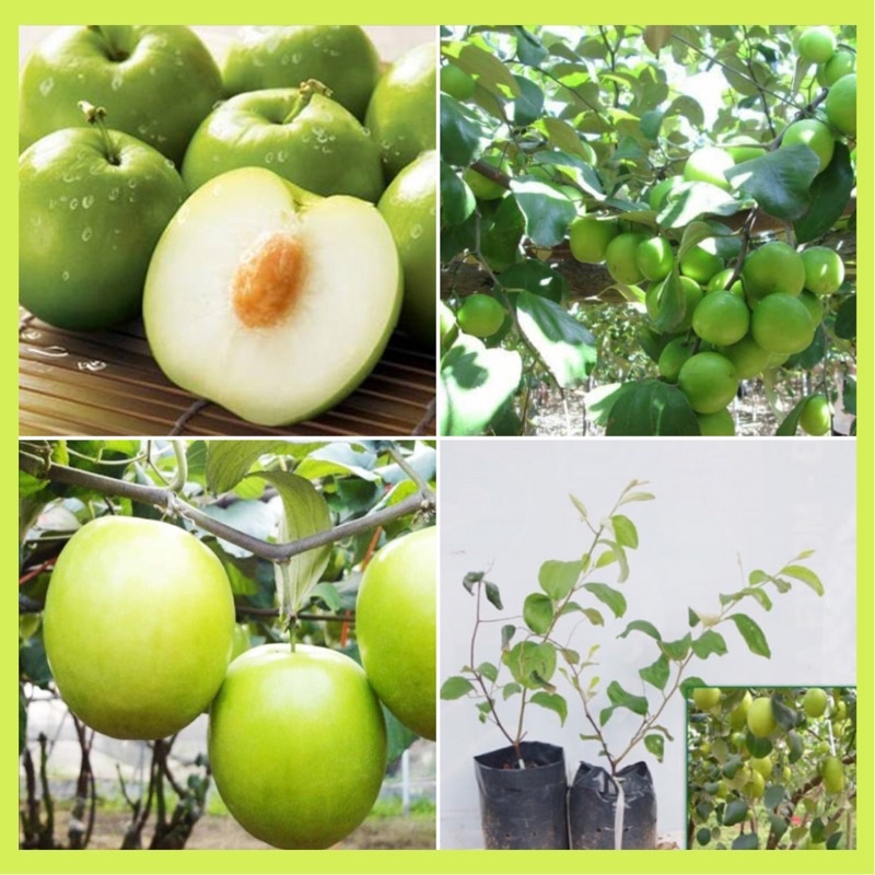Cây táo đại ngọt Đài Loan cho quả to năng suất cao dễ trồng