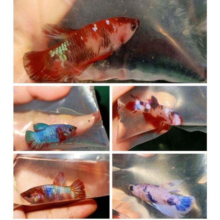 Cá betta KOI GLX Siêu Đẹp size vừa-1Con trống tặng thức ăn