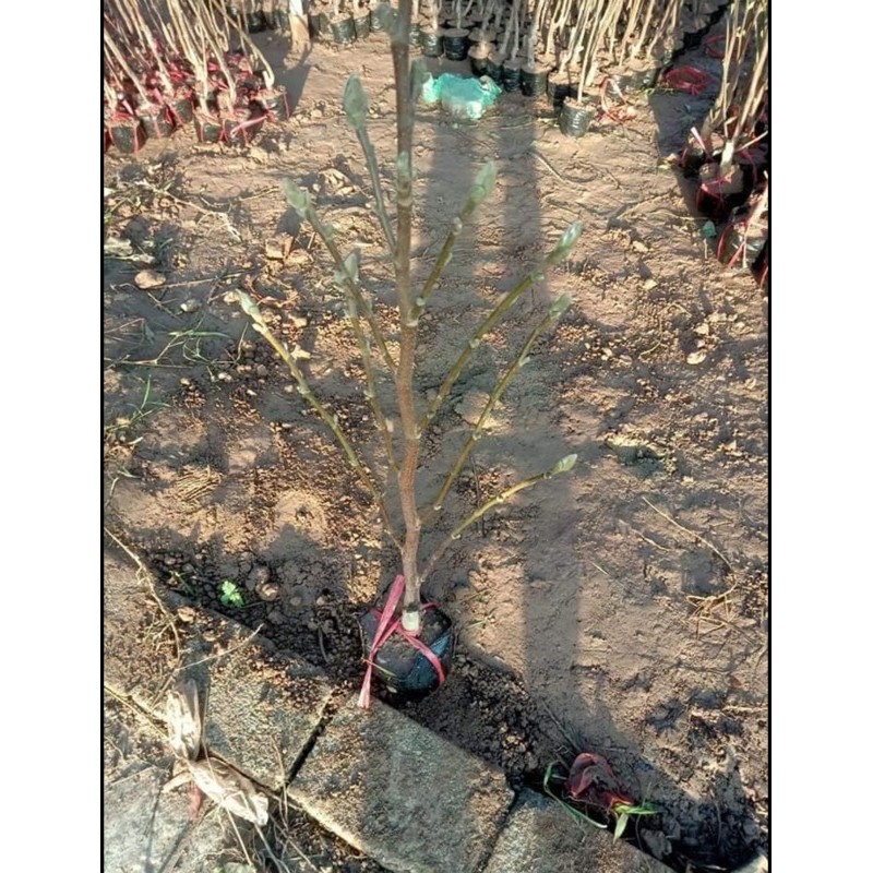 1 cây mộc lan sẵn nụ