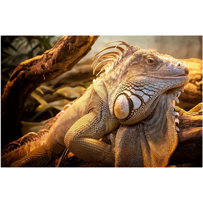Tấm Áp Phích Hình Toko Iguana 89x60cm Dùng Để Nuôi Bò Sát
