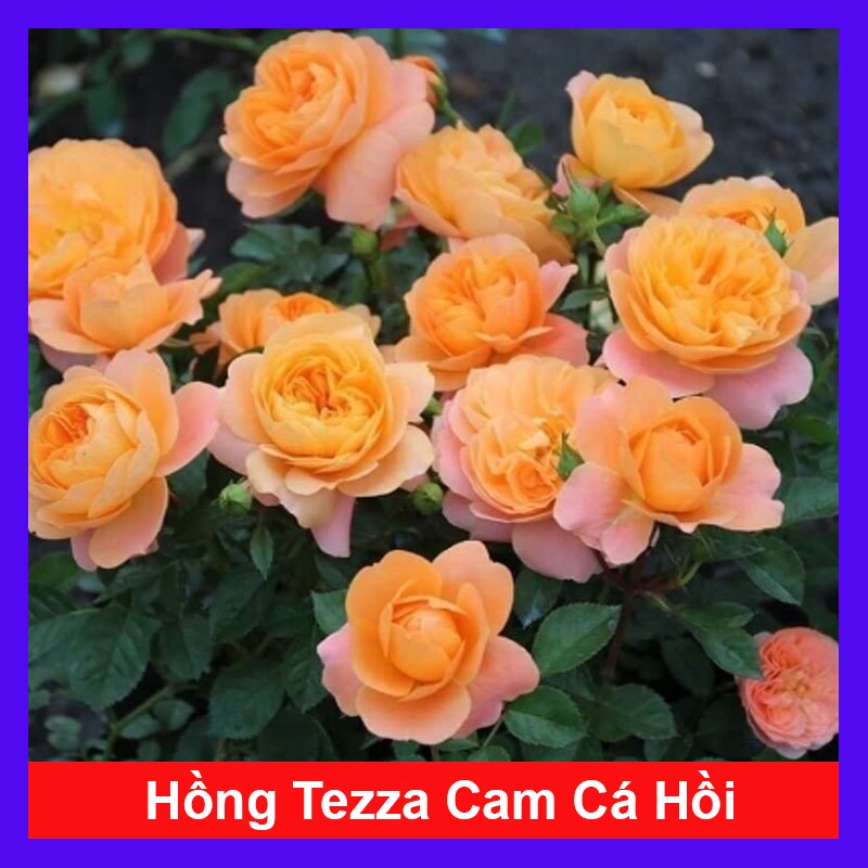 Hoa hồng Tezza màu cam cá hồi, kích thước, cây có nụ hoa