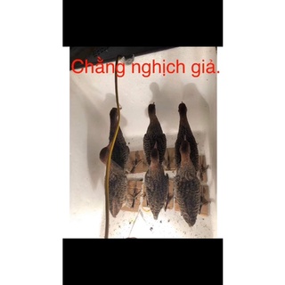 Chằng nghịch giả