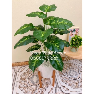 Cây vạn niên thanh giả 70cm - kèm chậu