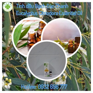 Tinh dầu Bạch đàn chanh eucalyptus citriodora essential oil giúp mang lại cảm giác tươi mới, kháng khuẩn hiệu quả -100ml