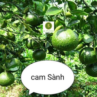 Cây Giống Cam xoàn Siêu Ngọt