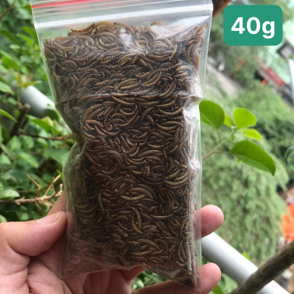 Sâu mini cho hamster, sâu cho hamster