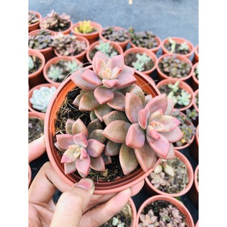 sen đá đá nâu sz trung (10cm)