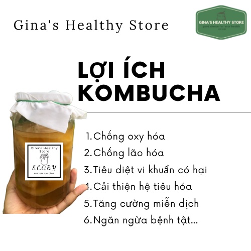 Scoby, Kombucha  Con Giống Kombucha Combo 4 Món  Dành Cho Người Mới