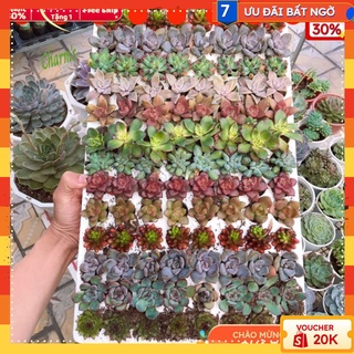 COMBO 10 loại 10 cây sen đá Đà Lạt mini mix màu đã thuần khí hậu nhiệt đới