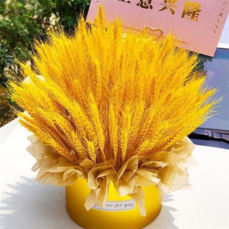 Bó 100 bông hoa lúa mạch vàng decor trang trí nhà cửa đẹp mắt sang trọng may mắn