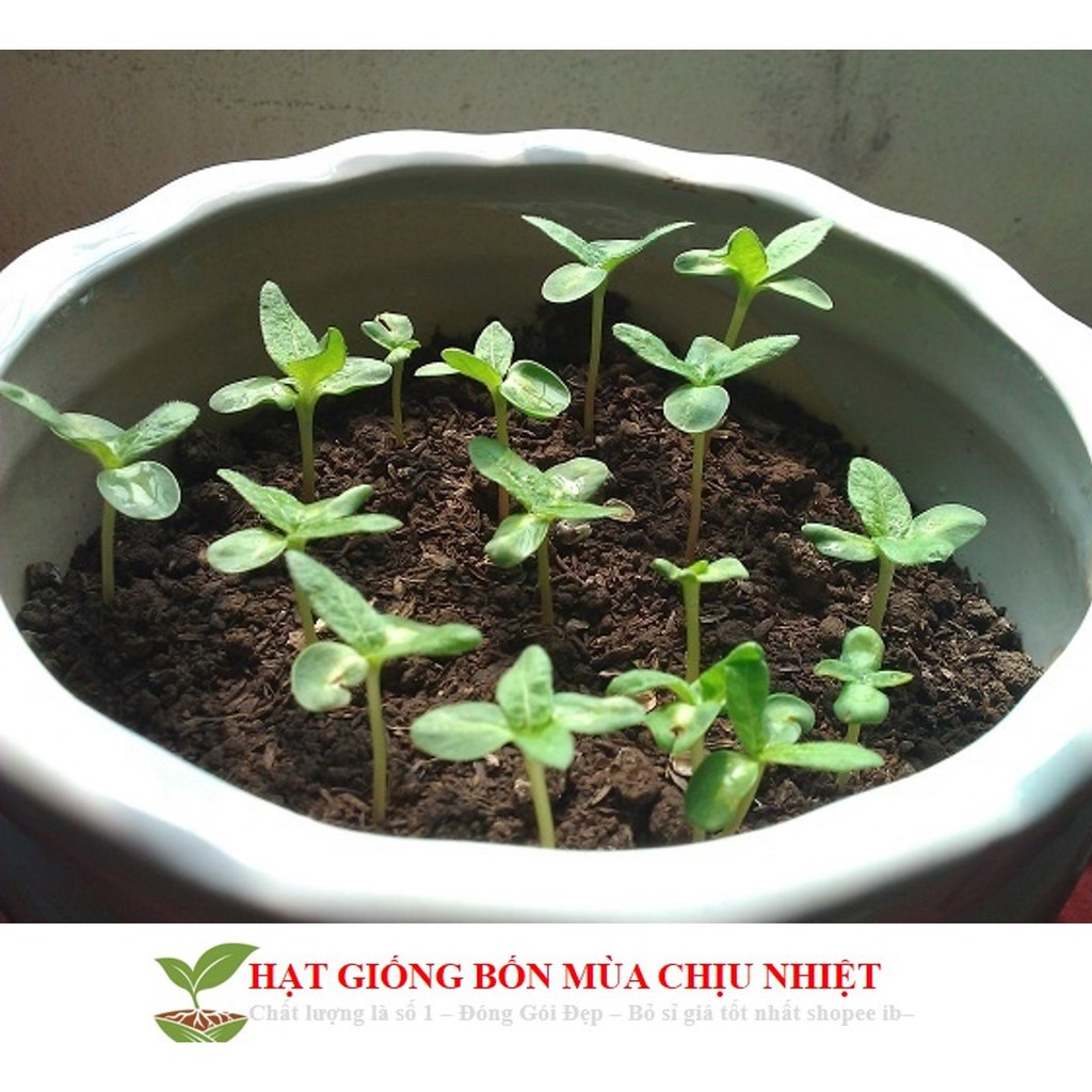 Hg16 Gói 5 Hạt giống hoa cẩm tú cầu CHỊU NHIỆT ĐẾN MÙA TRỒNG TẾT