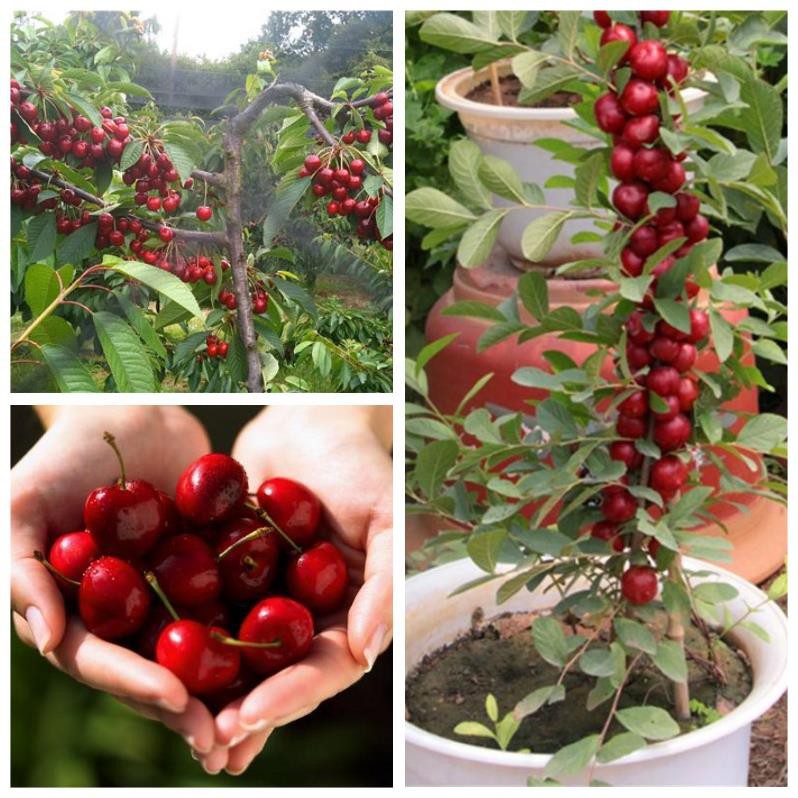 cherry đỏ(anh đào) mỹ, dòng chịu nhiệt 15k 1 gói hạt giống/10 hạt