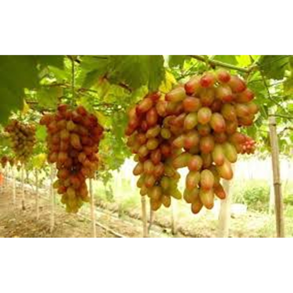 Hạt giống nho móng tay