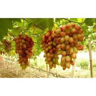 Hạt giống nho móng tay