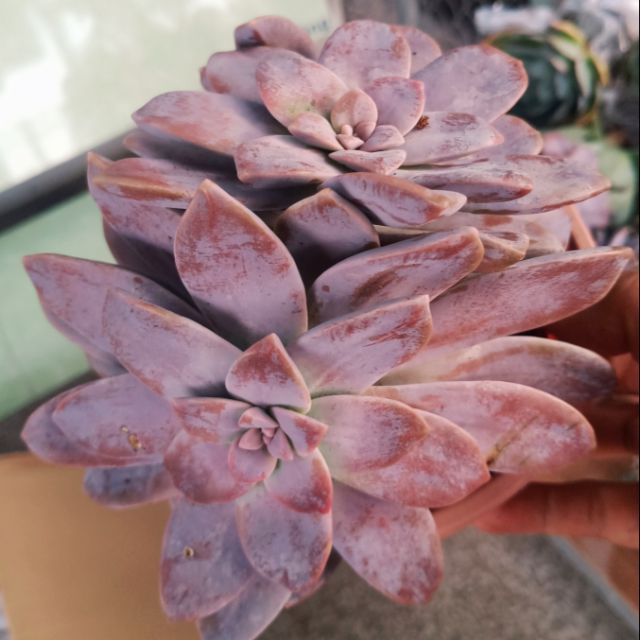 Echeveria Super Bum ( Cổ thụ)