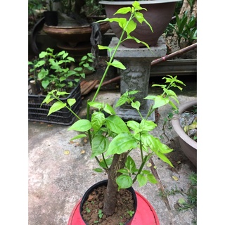 Cây giống hoa giấy 2 màu trắng hồng