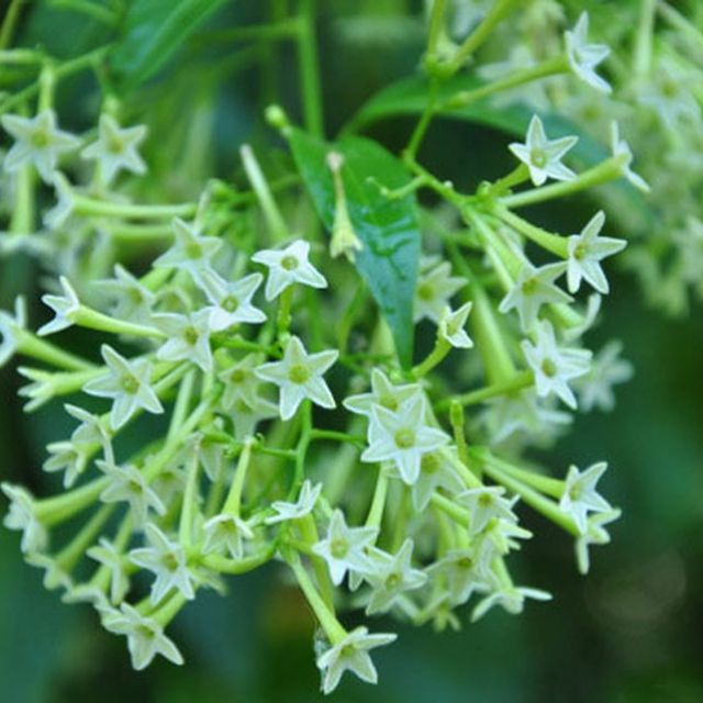 Chú LongVIP ở thủ đô của Angola về VN lâu chưa ta? - 5