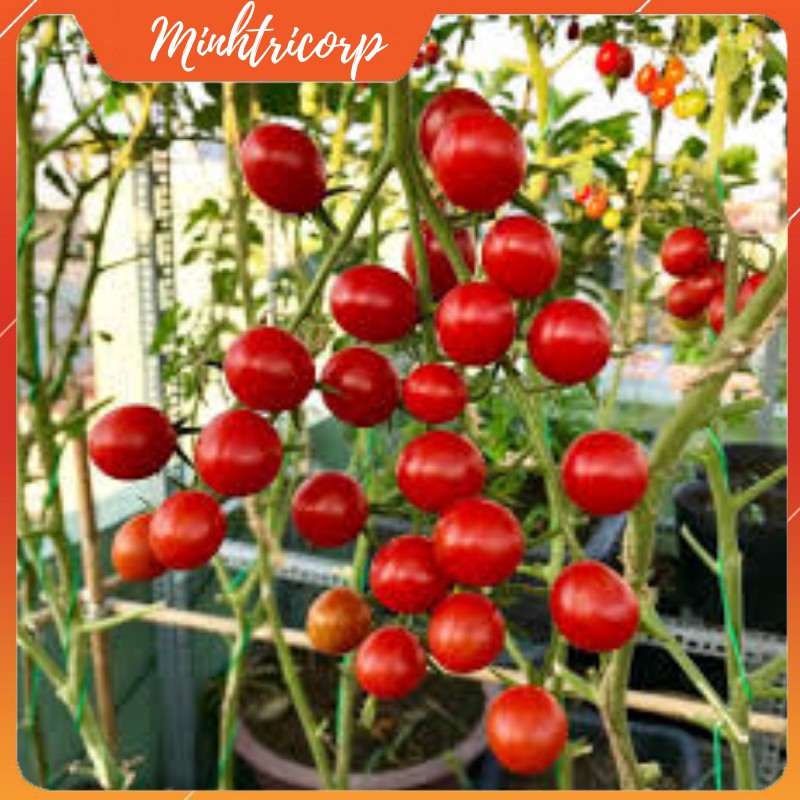 Hạt Giống Cà Chua SUGAR CHERRY NHẬP MỸ ( hủ 10 hạt )