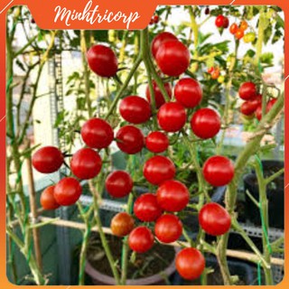 Hạt Giống Cà Chua SUGAR CHERRY NHẬP MỸ ( hủ 10 hạt )