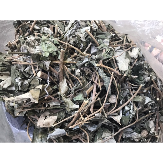 Cây bạc thau