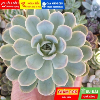 Sen đá bé tuyết size trung, đã thuần khí hậu nóng, khoẻ đẹp, hoàn tiền khi cây bị hư hoặc lỗi