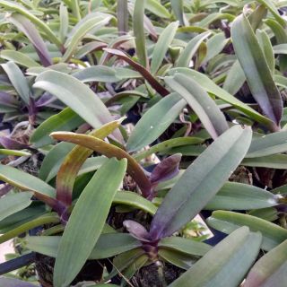 Đai châu giống đủ màu