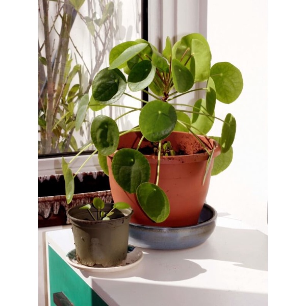 Cây Pilea Peperomioides (Chinese Money Plant, Cỏ Gương, Kim Tiền Trung Hoa, Đồng Tiền Trung Quốc) chậu nhựa 10cm