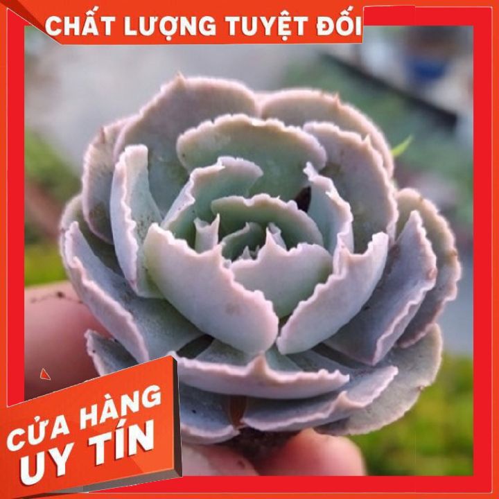 Sen đá bắp cải tím size vỉ mini ❌ FREE SHIP ❌  Xuất xứ Đà Lạt, đã thuần khí hậu