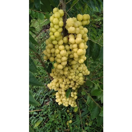 cây chùm ruột ngọt