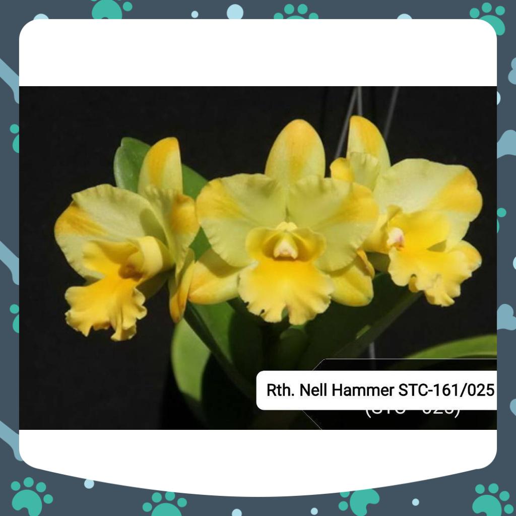 [Có bảo hành] combo 6 cây cattaleya giống màu mới rất đẹp bông to