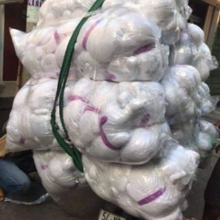 Gấu bông bobby