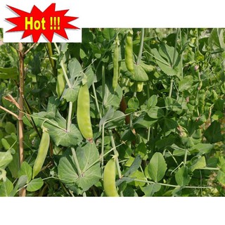 Hạt giống Đậu Hà Lan (Lấy Trái) (20g)