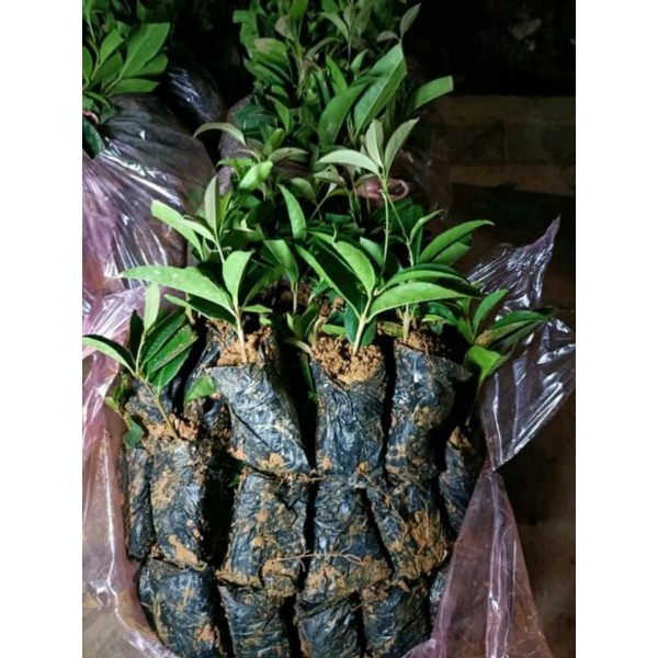 10 CÂY MỘC HƯƠNG GIỐNG