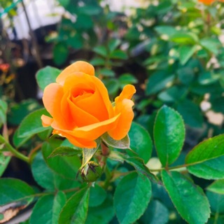 Hồng tiểu muội